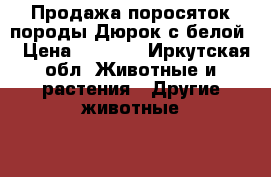 Продажа поросяток породы Дюрок с белой. › Цена ­ 4 000 - Иркутская обл. Животные и растения » Другие животные   . Иркутская обл.